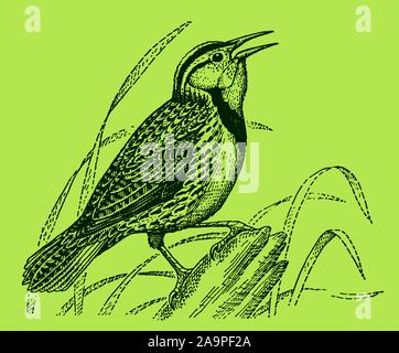 Eastern meadow lark (sturnella magna) sitting and singing on a tree trunk on a green background. Editable in layers Stock Vector