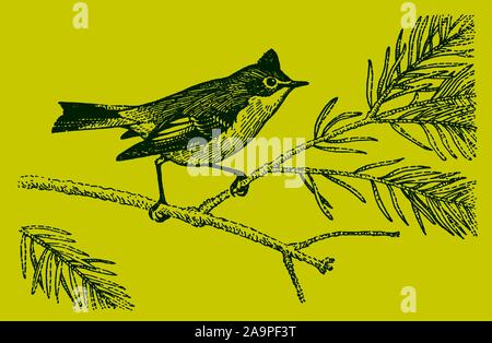 Small ruby-crowned kinglet (regulus calendula) with an erected crest, sitting on a branch of a conifer. Editable in layers Stock Vector