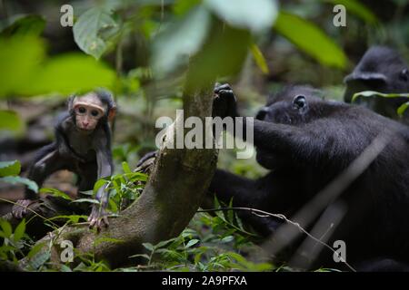 A curious infant of crested macaque (Macaca nigra) is walking away from its mother in natural habitat in Tangkoko forest, North Sulawesi, Indonesia. Stock Photo