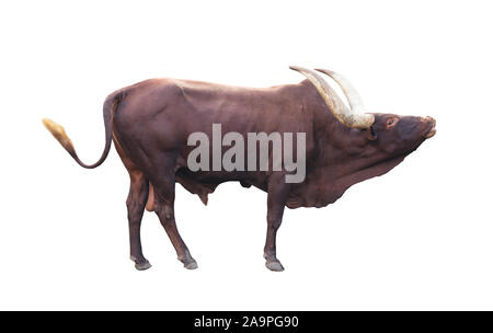 male ankole watusi isolated on white background Stock Photo