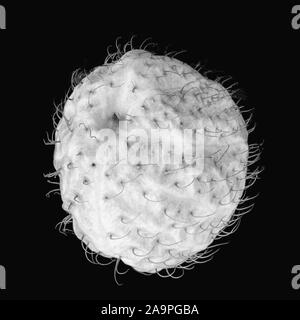 bright white monochrome balloonplant follicle macro on gray background