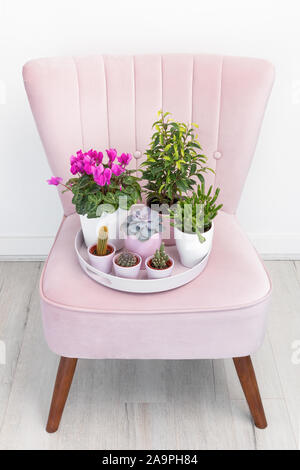 Pink, comfortable, velvet armchair on wooden legs. A tray with houseplants on the armchair. Stock Photo