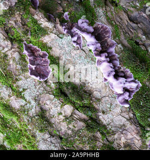 Silverleaf Fungus (Chondrostereum purpureum) on the bark of a tree in the forest Stock Photo
