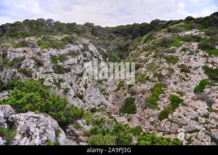 Phoenician junipers (Juniperus phoenicea) and pines forest in Torrent de Sa Fontanella dry gorge at Es Monestir (Formentera, Balearic Islands, Spain) Stock Photo