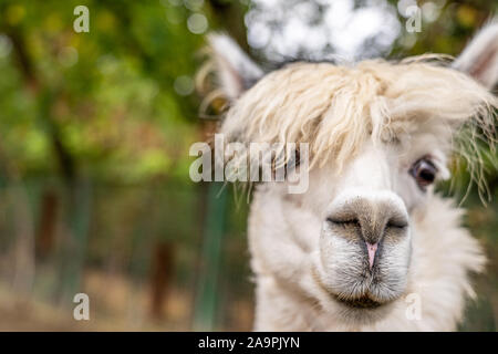 closeup of a white alpaca looking at the camera in Frankfurt zoo, germany Stock Photo