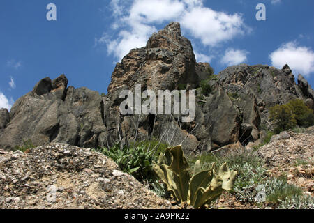 Rocky Hills and Verbascum thapsus Mullein Plant Stock Photo