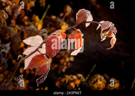 Close up, macron on colorful autumn leaves. Raspberry leaf in brown, red, orange and yellow. Some frost. Stock Photo