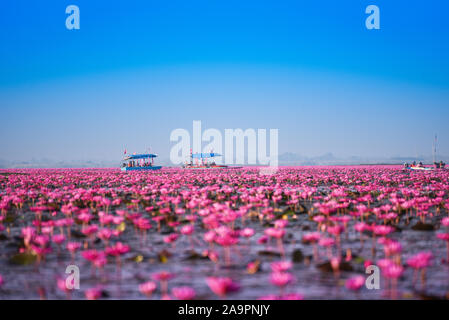 Tourist boat on the lake river with red lotus lily field pink flower on the water nature landscape in the morning landmark in Udon Thani Thailand Stock Photo