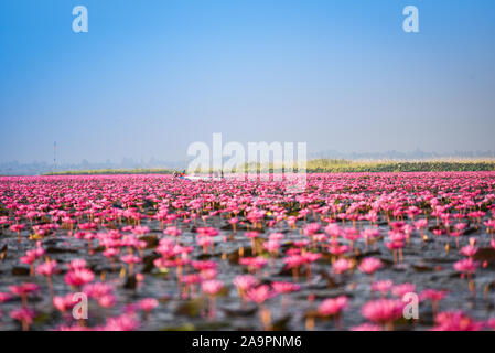 Tourist boat on the lake river with red lotus lily field pink flower on the water nature landscape in the morning landmark in Udon Thani Thailand Stock Photo