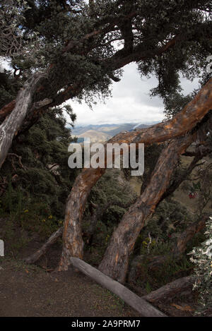 The Polylepis forest at 4350 meters in Chimborazo Reserve is one of ...