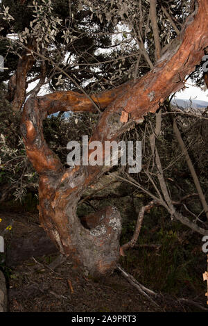 A tree trunk of a Polylepis (nature reserve of Huascarán-Peru). Tronc ...