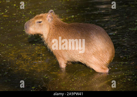 Capybara (Hydrochoerus hydrochaeris) close-up Stock Photo