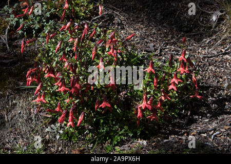 Red flowers in Polylepis forest at 4350 meters in Chimborazo Reserve in ...
