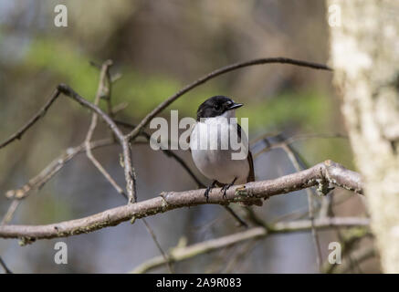 Front close up of a wild, male pied flycatcher (Ficedula hypoleuca) isolated outdoors, perching on a branch, in UK woodland in spring. Stock Photo