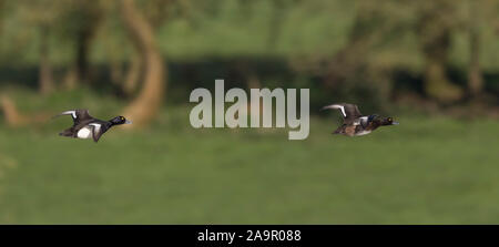 Panoramic view of two UK tufted ducks (Aythya fuligula) flying isolated in midair, countryside background, male bird chasing female! Stock Photo