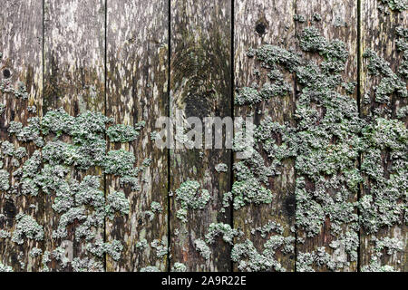 weathered wooden wall with lichen Stock Photo