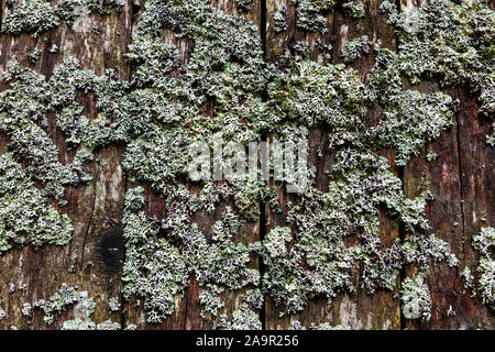 weathered wooden wall with lichen Stock Photo