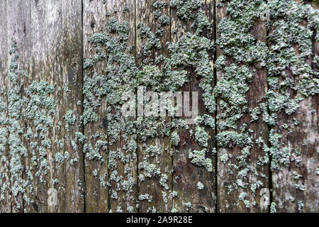 weathered wooden wall with lichen Stock Photo