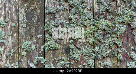 weathered wooden wall with lichen Stock Photo