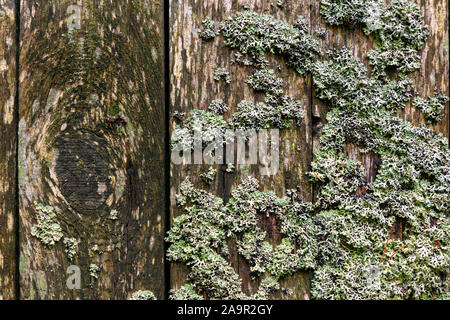 weathered wooden wall with lichen Stock Photo