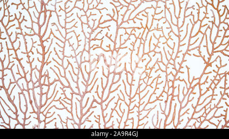 Close up Red Gorgonian or red sea fan coral isolated on white background. Stock Photo