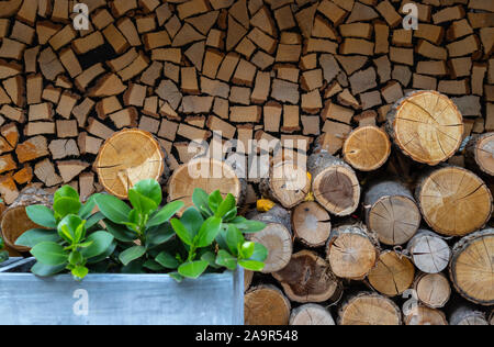 Firewood and logs in cut. Firewood neatly stacked. Fireplace supplies for warmth and comfort. Winter readiness. Stock Photo