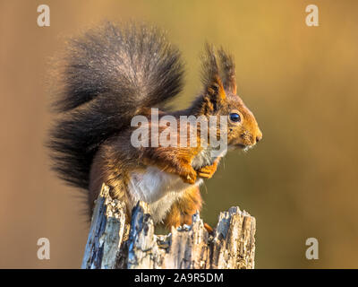 Red squirrel (Sciurus vulgaris) sideview close up portrait of alert looking animal with blurred background Stock Photo