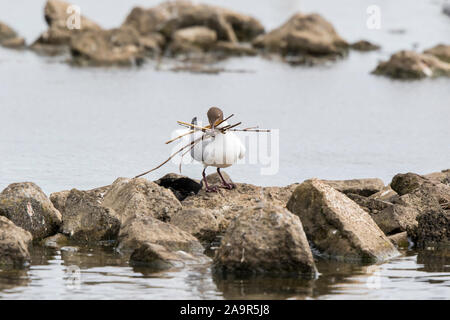 Black-headed gull UK (Larus Chroicocephalus ridibundus) standing with a beak full of nesting material isolated outdoors at wetlands nature reserve, UK Stock Photo
