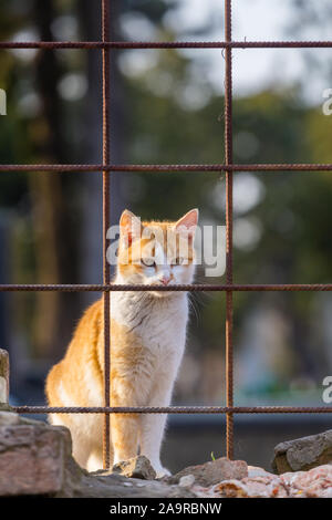 Orange and white cat standing on wall behind reinforced mesh Stock Photo