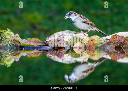 A foraging house sparrow in autumn in mid Wales Stock Photo
