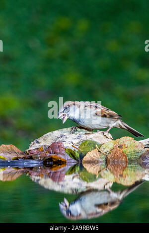 A foraging house sparrow in autumn in mid Wales Stock Photo