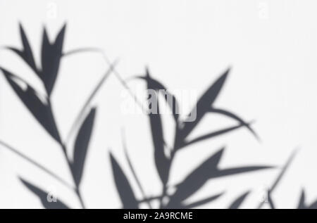 Dark gray shadows of flowers on a white wall. Abstract blurry, defocused background. Overlay effect for photo. Stock Photo