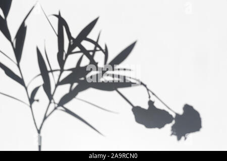 Shadow on the wall from a blooming oleander. Abstract blurry, defocused background. Overlay effect for photo. Copy space. Stock Photo