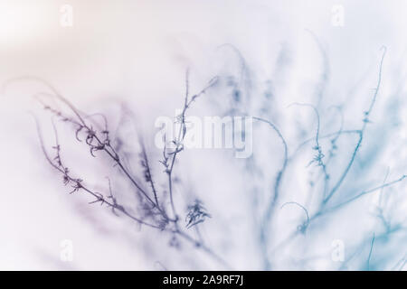 Dry grass in the winter garden covered by snow. Stock Photo