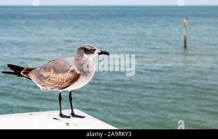A seagull standing alone on a platform on a pier in Clearwater Beach, Florida, USA Stock Photo