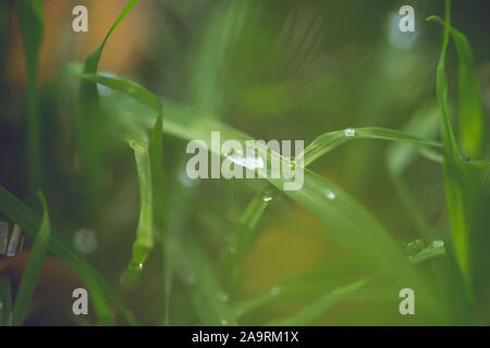 Rain drops on the fresh green grass, macro closeup. Stock Photo