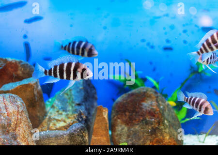 Beautiful underwater world with tropical fish. Fish swimming in clear blue water with air bubbles. Stock Photo