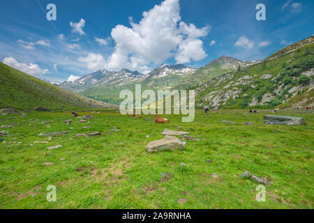 Free ranging cows, cattle grazing on alpine pasture. Cows in alpine meadow surrounded by mountains. Typical Italian mountain cows. Stock Photo