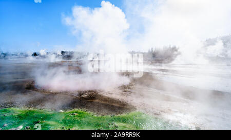 Lime-green Cyanidium algae thrive in warm water flowing from the Geysers in the Porcelain Basin of Norris Geyser Basin in Yellowstone National Park Stock Photo