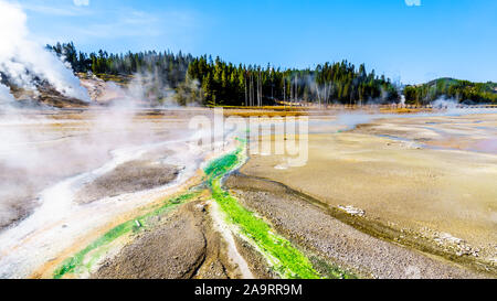 Lime-green Cyanidium algae thrive in warm water flowing from the Geysers in the Porcelain Basin of Norris Geyser Basin in Yellowstone National Park Stock Photo