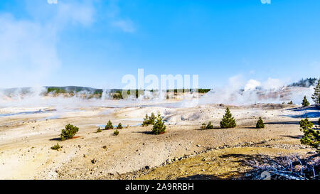 Geysers under blue sky in the Porcelain Basin of Norris Geyser Basin area in Yellowstone National Park in Wyoming, United States of America Stock Photo
