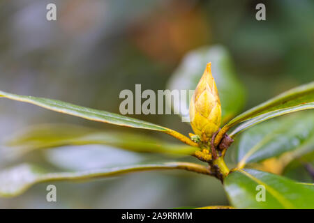 bud of a rhododendron  in the morning autumn Stock Photo