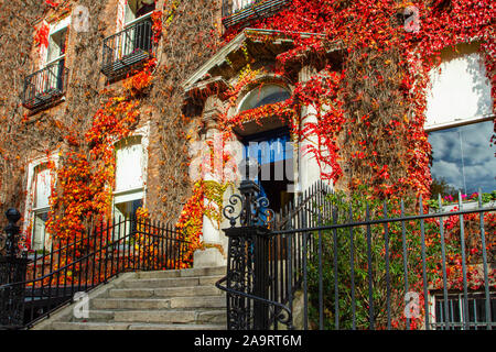 Boston ivy creeper Parthenocissus tricuspidata leaves changing color during autumn fall season on wall of Georgian house with stone facade and steps Stock Photo