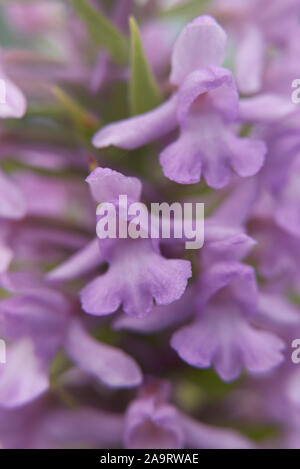 purple flowers of Gymnadenia conopsea orchid Stock Photo