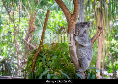 an Australian koala bear sits comfortably in a branch fork and eats green leaves Stock Photo