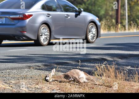 Deer hit by a car and killed in the Coastal range of California USA America, a buck where they came back and cut off the horns for trophy kill Stock Photo