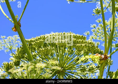 Giant inflorescences of Sosnowsky Hogweed plant with a lot of ripening seeds on it against the background of blue sky. In Latin: heracleum sphondylium Stock Photo