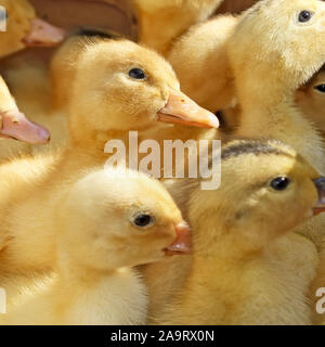 Many amusing small yellow ducklings in herd Stock Photo
