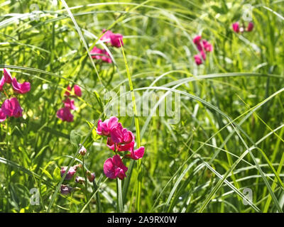 Flowering pink tuberous pea among meadow grasses. This plant also known as the tuberous vetchling, earthnut pea, or aardaker. Latin name: Lathyrus tub Stock Photo