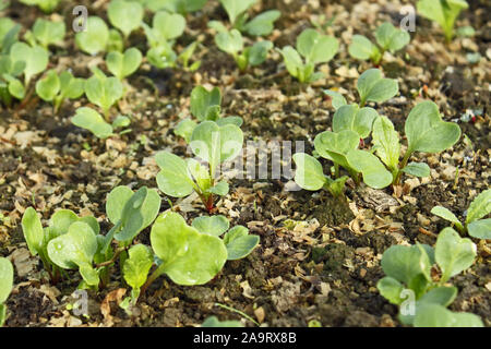 Lush young radish plants in the soil mixed with sawdust in springtime, close-up Stock Photo